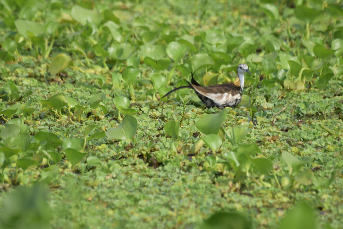 Pheasant-tailed Jacana - ML618069767