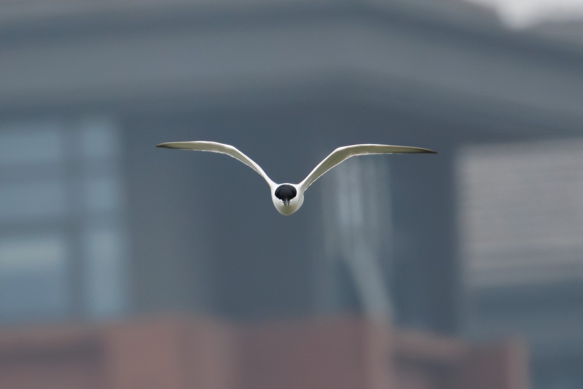 Gull-billed Tern - BST One