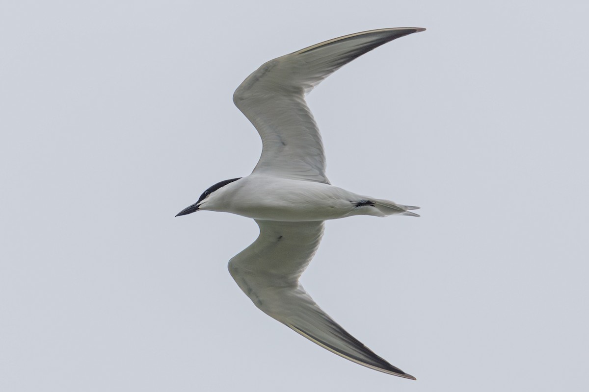 Gull-billed Tern - BST One