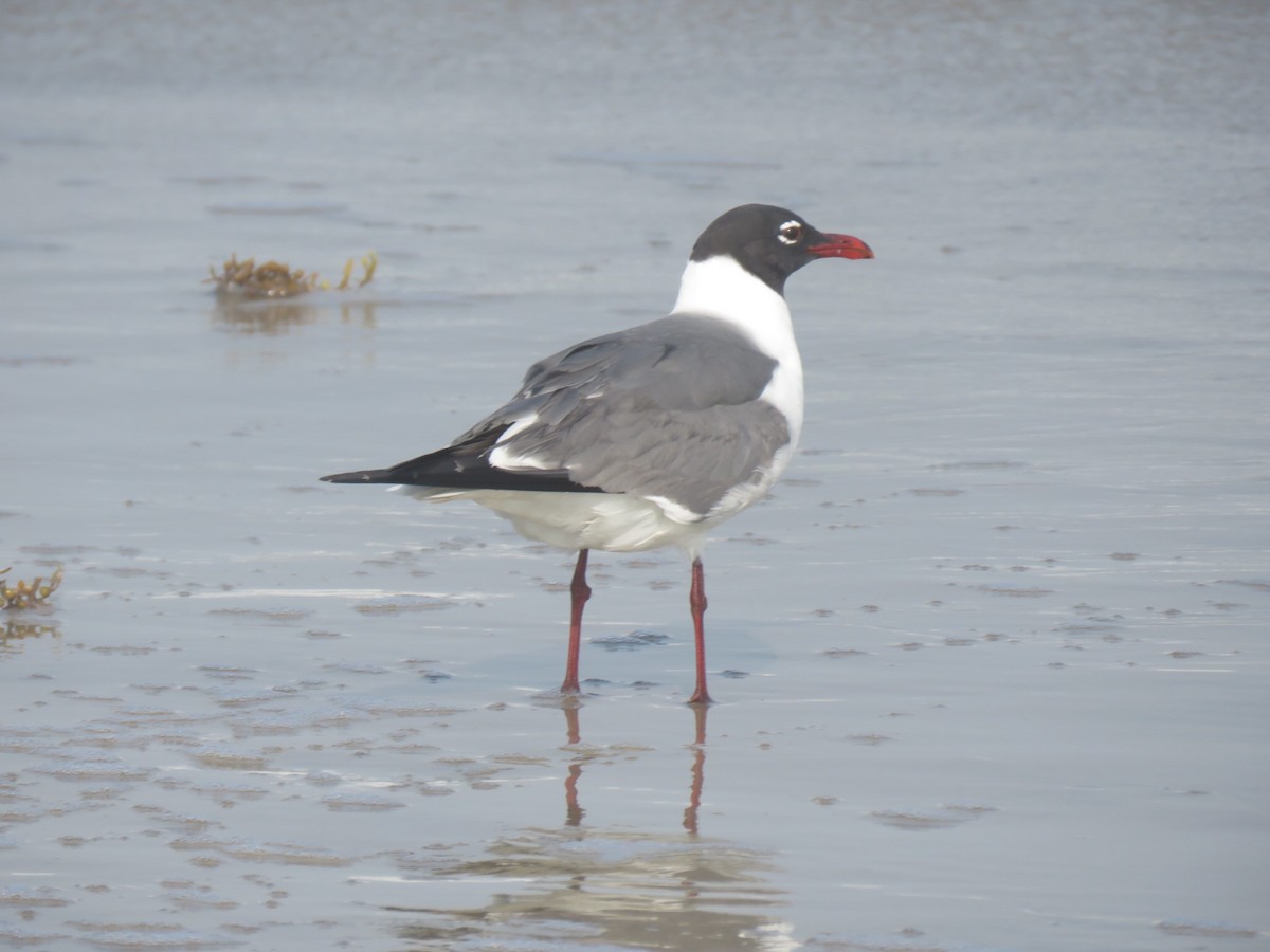 Laughing Gull - Mike Major