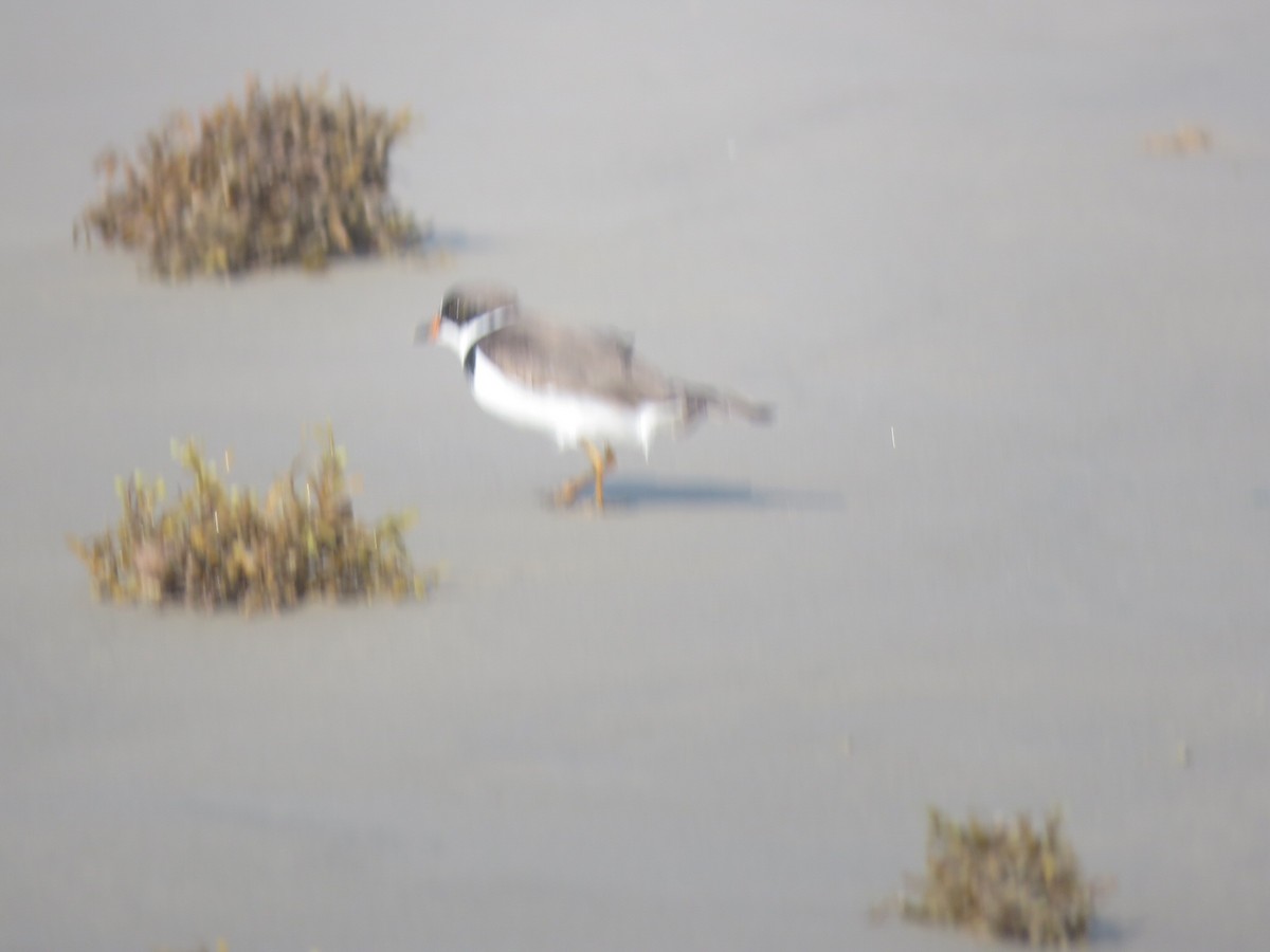 Semipalmated Plover - ML618069781