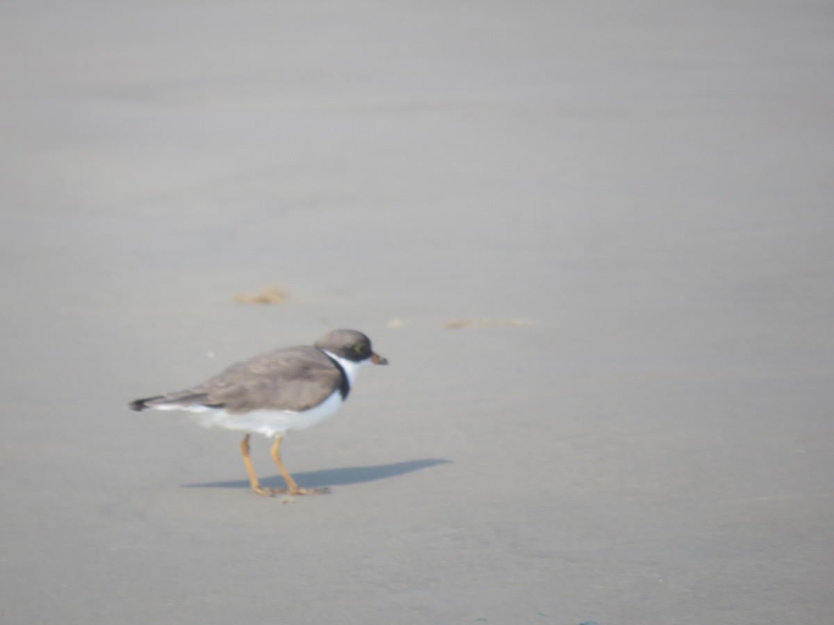 Semipalmated Plover - ML618069782