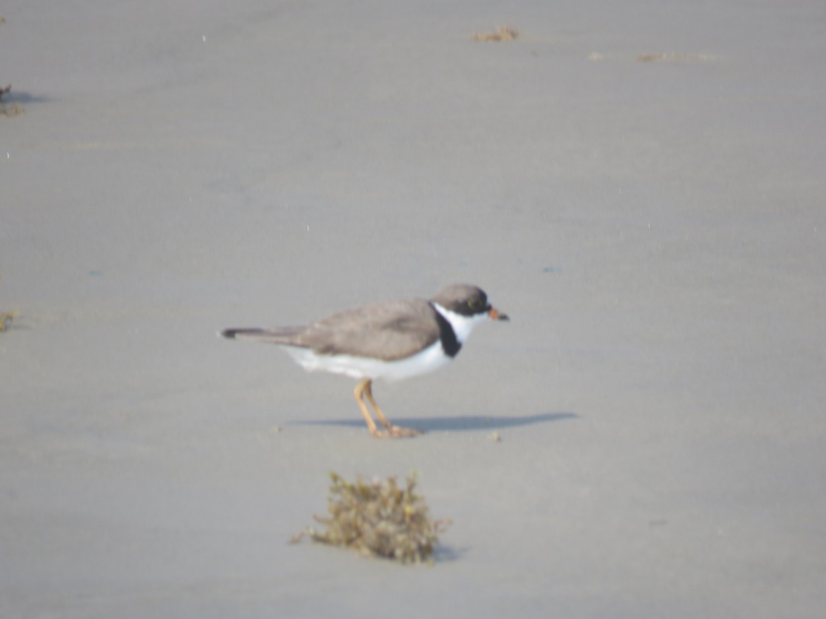 Semipalmated Plover - ML618069783