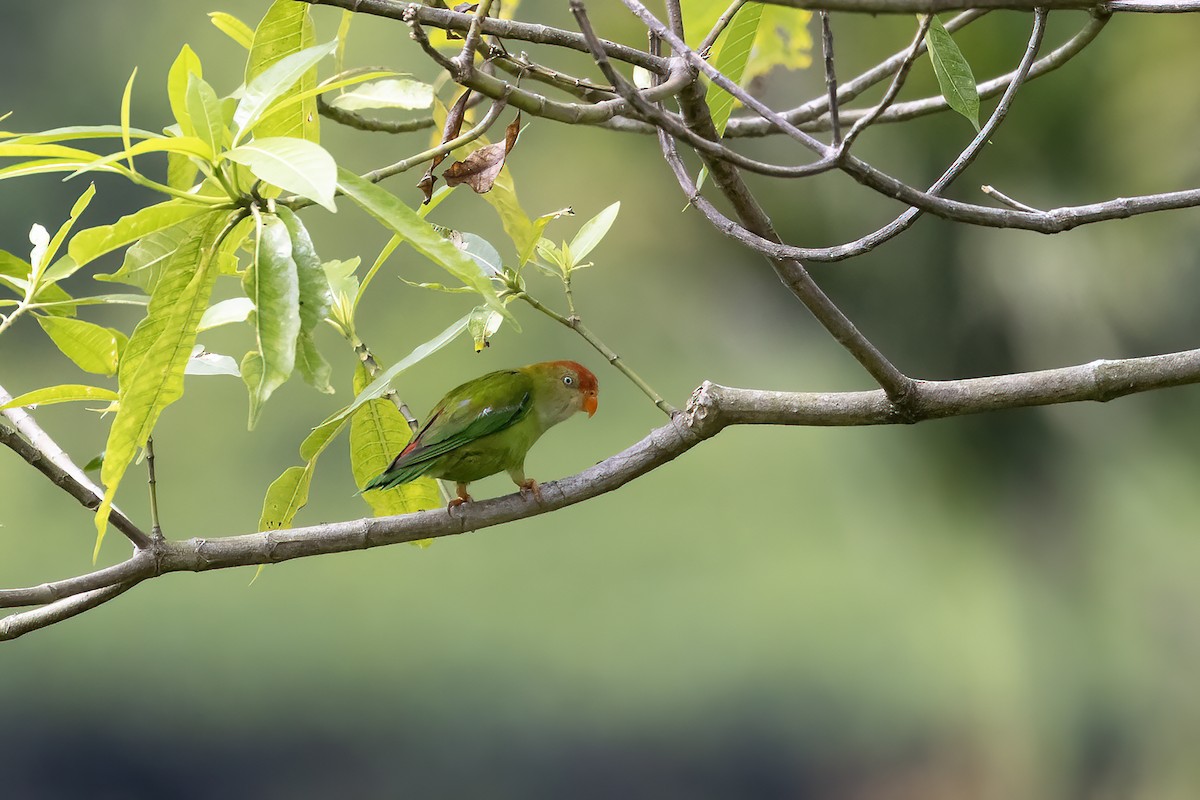 Sri Lanka Hanging-Parrot - Niall D Perrins