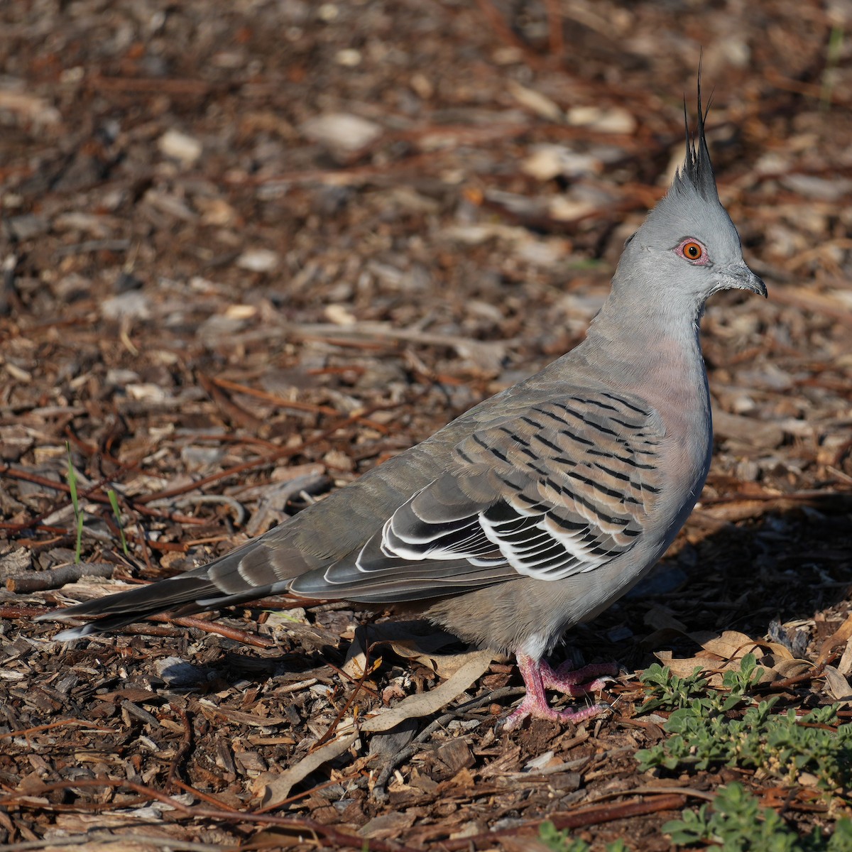 Crested Pigeon - Yingchen Nie