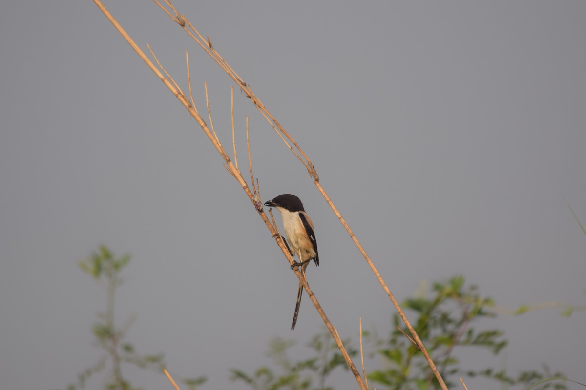 Long-tailed Shrike - Pulak Roy Chowdhury