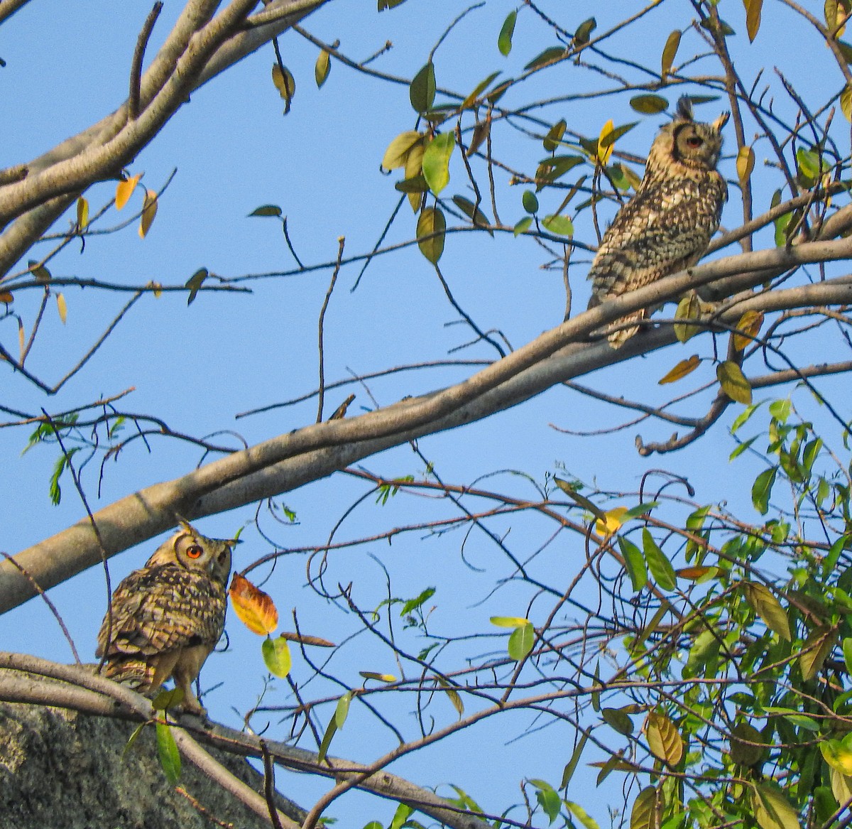 Rock Eagle-Owl - SWARUP SAHA