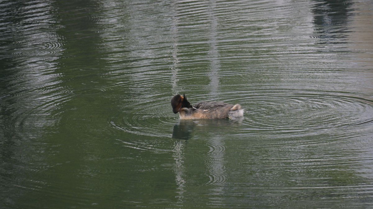Great Crested Grebe - ML618069856