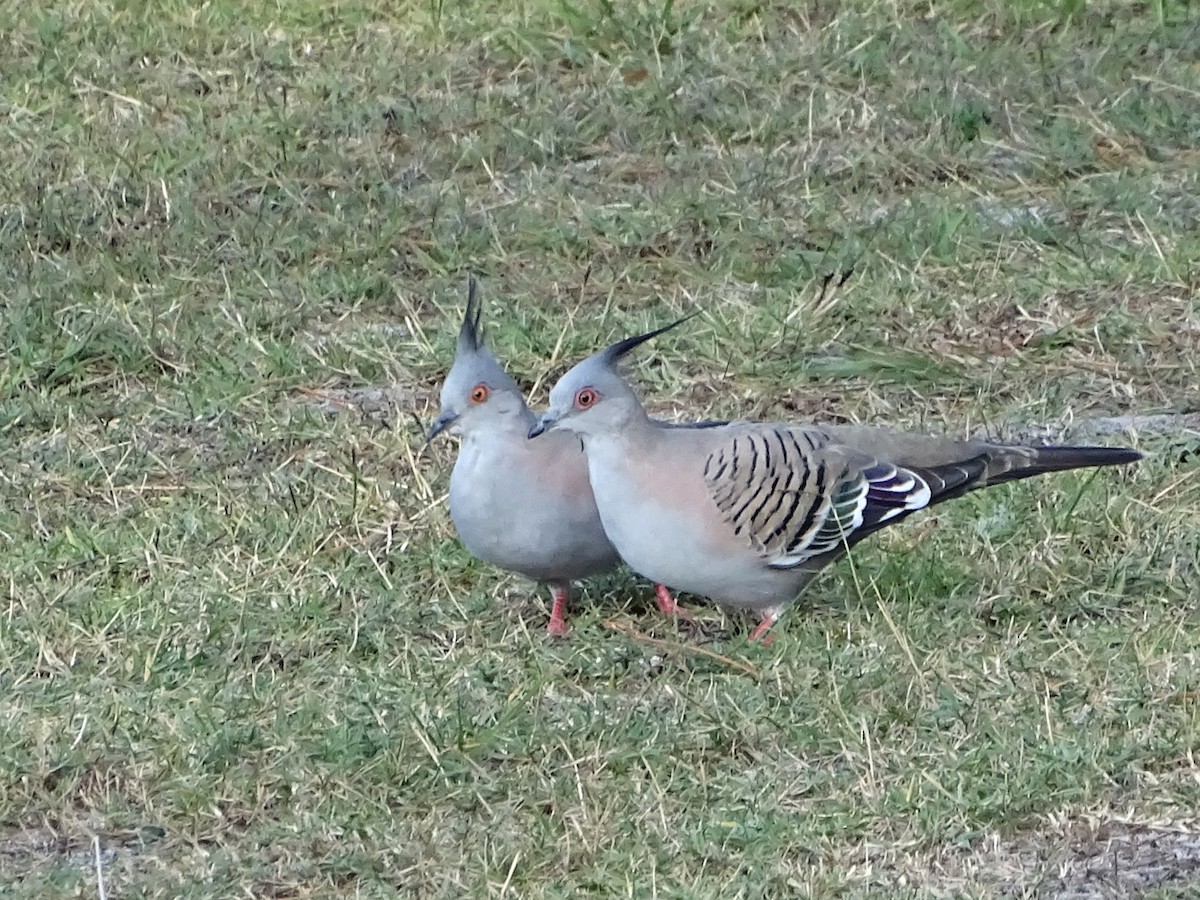 Crested Pigeon - ML618069882