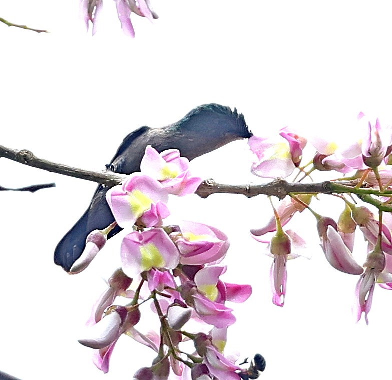 Antillean Crested Hummingbird - Maciej  Kotlarski