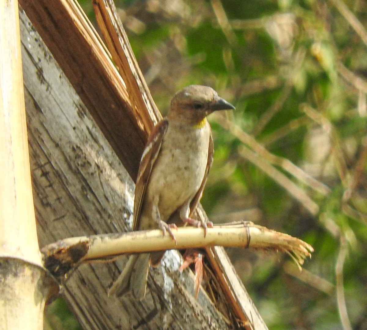 Yellow-throated Sparrow - SWARUP SAHA