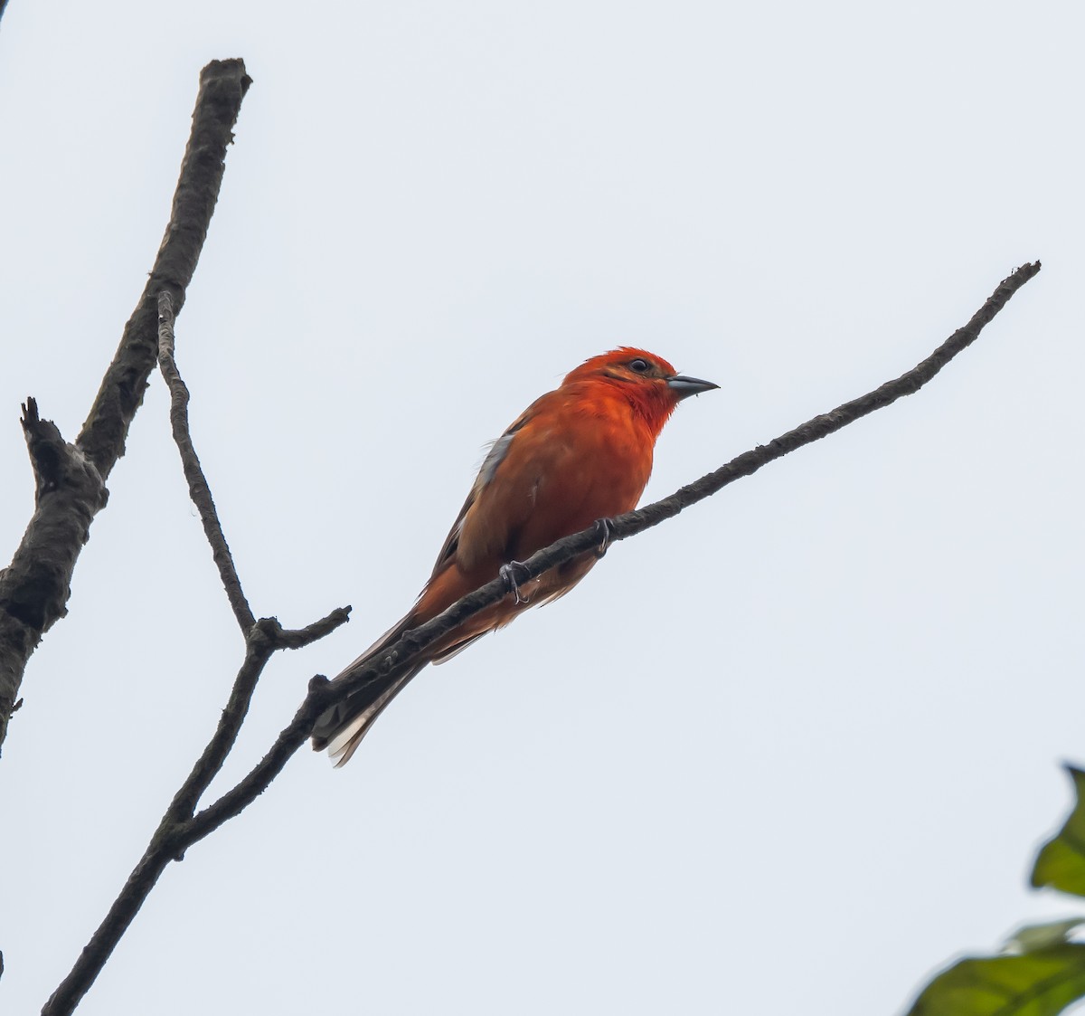 Flame-colored Tanager - Michele Louden