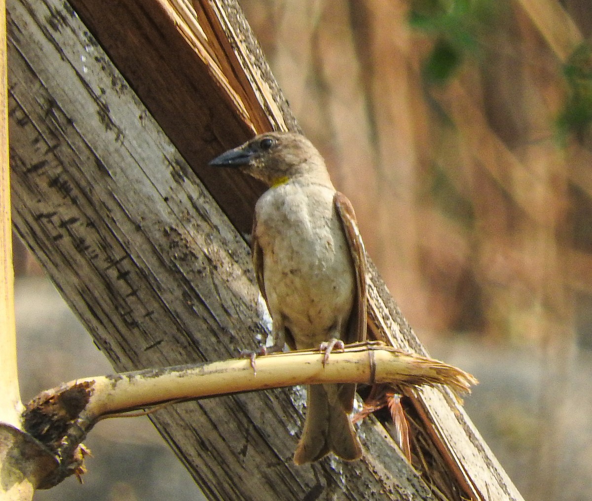 Yellow-throated Sparrow - SWARUP SAHA
