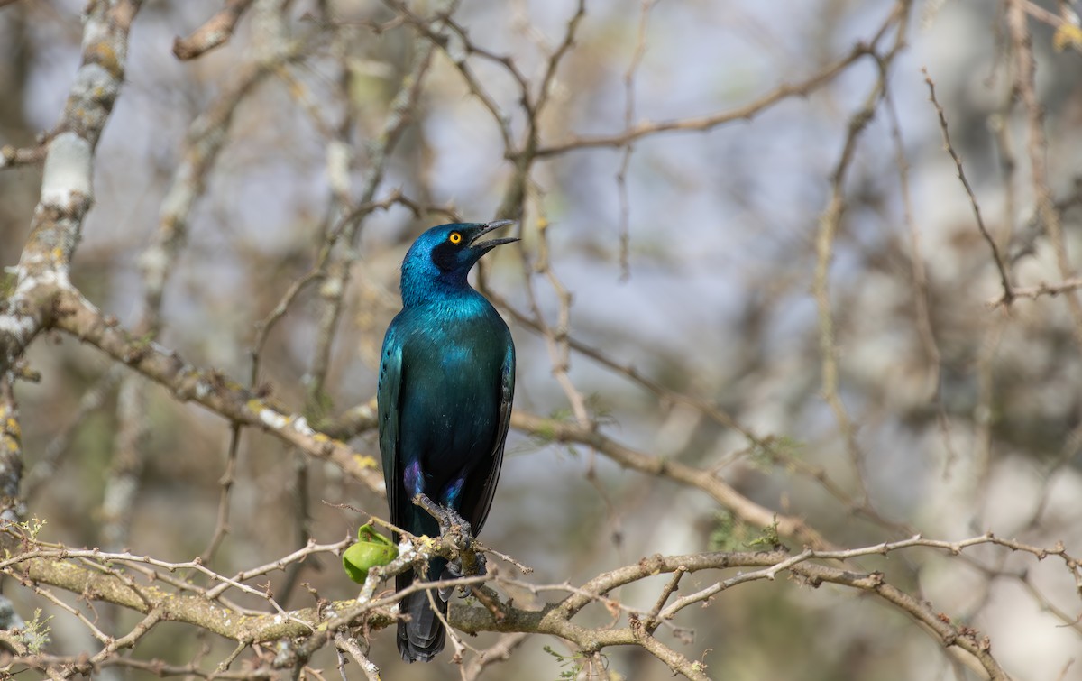 Greater Blue-eared Starling - ML618069946