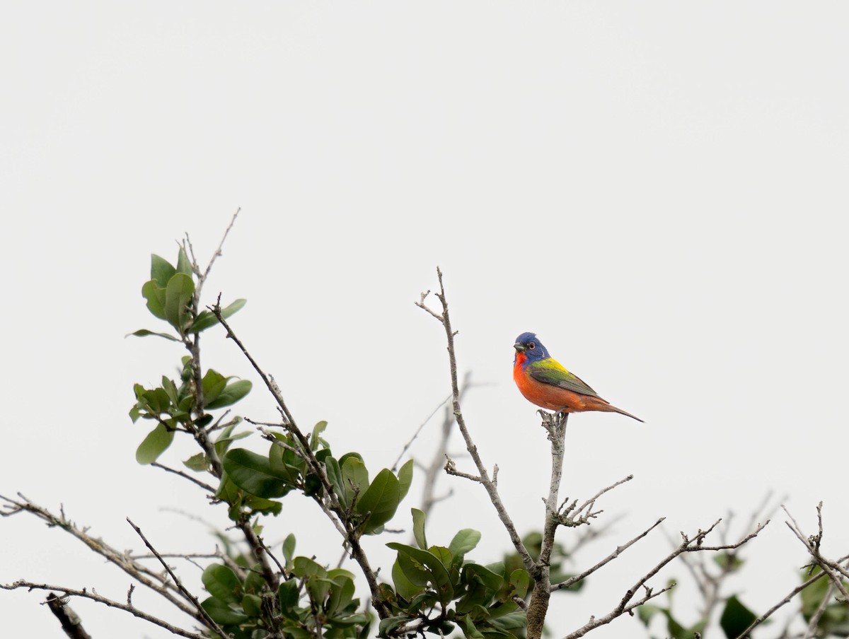 Painted Bunting - ML618069955