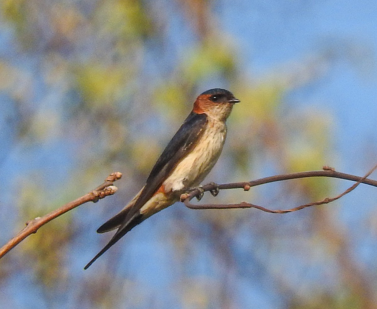 Red-rumped Swallow - ML618069973
