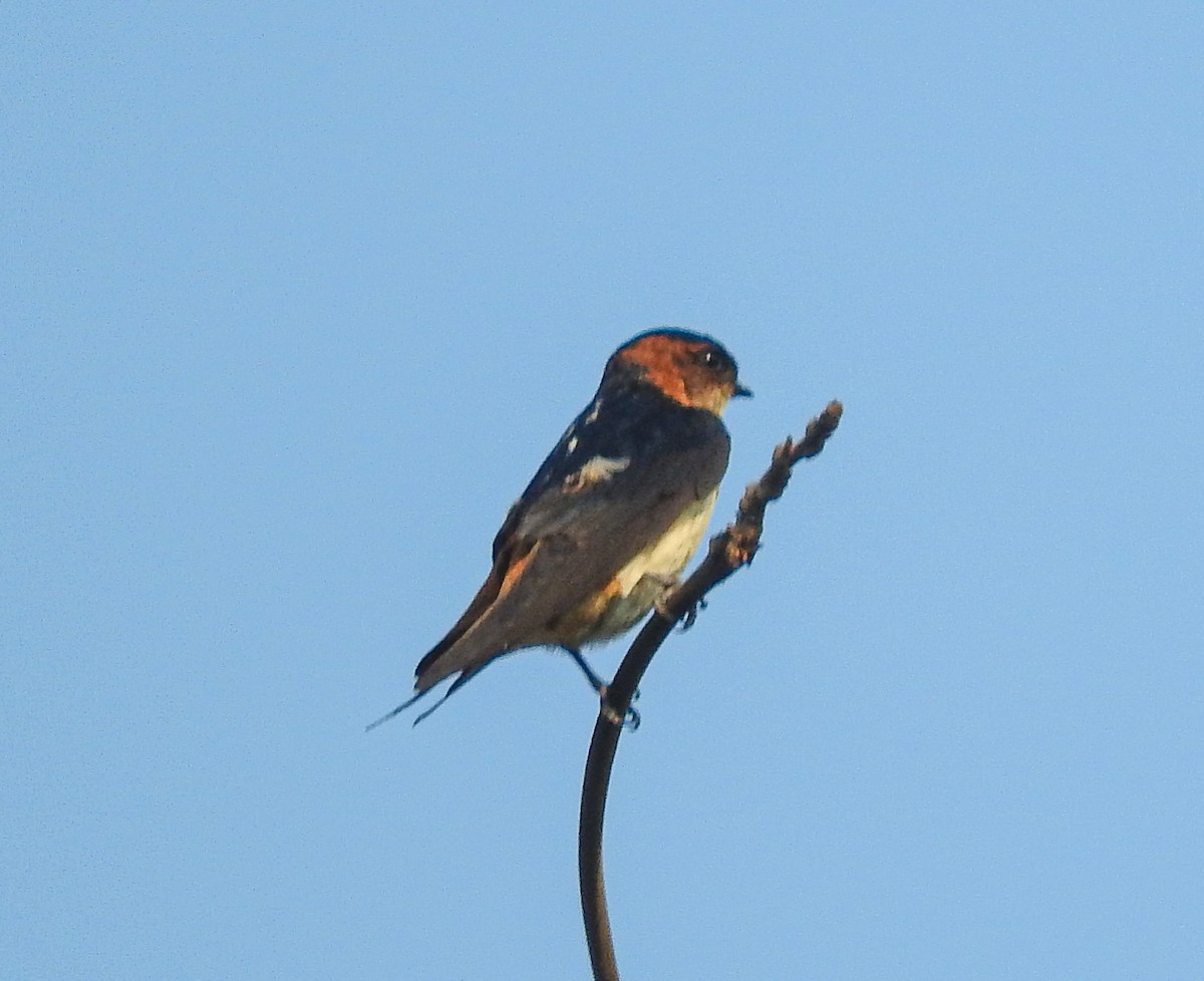 Red-rumped Swallow - ML618069974