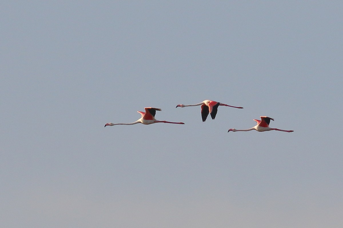Greater Flamingo - Joe Stockwell