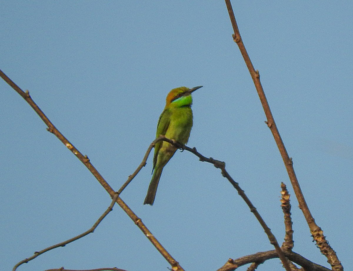 Asian Green Bee-eater - ML618070007