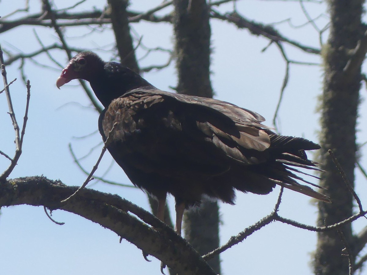 Turkey Vulture - Sharon Fitzgerald