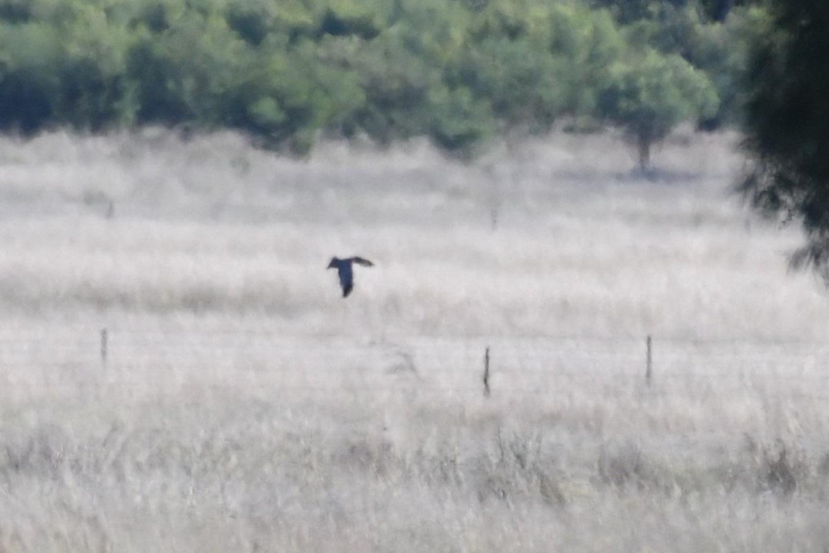 Spotted Harrier - ML618070036