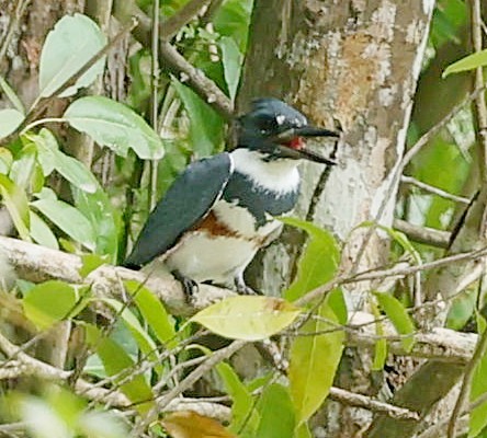 Belted Kingfisher - ML618070064