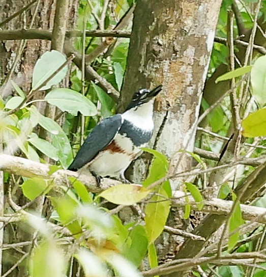 Belted Kingfisher - ML618070065
