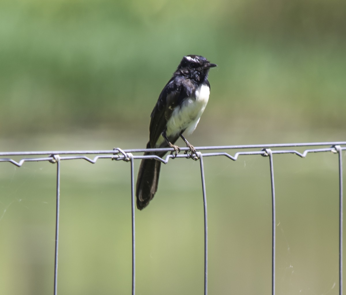 Willie-wagtail - ML618070081