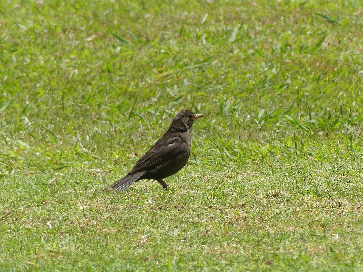 Eurasian Blackbird - Yvonne van Netten