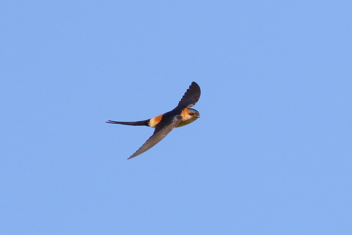 Red-rumped Swallow - ML618070094
