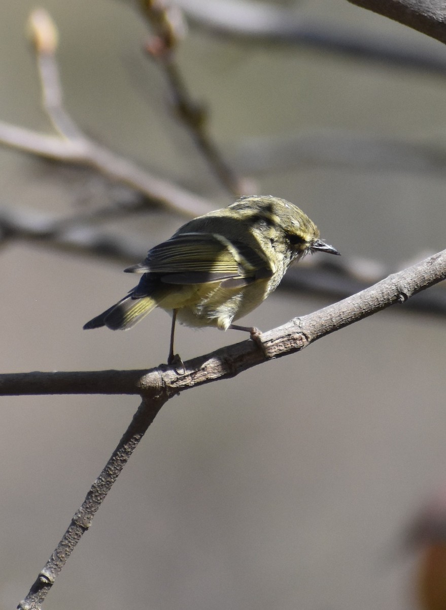 Hume's Warbler - ML618070095