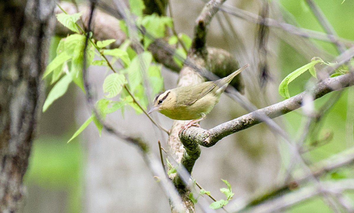 Worm-eating Warbler - Rickey Shive