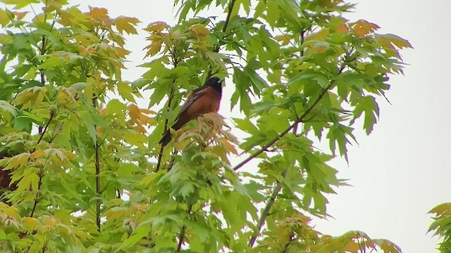 Orchard Oriole - ML618070124