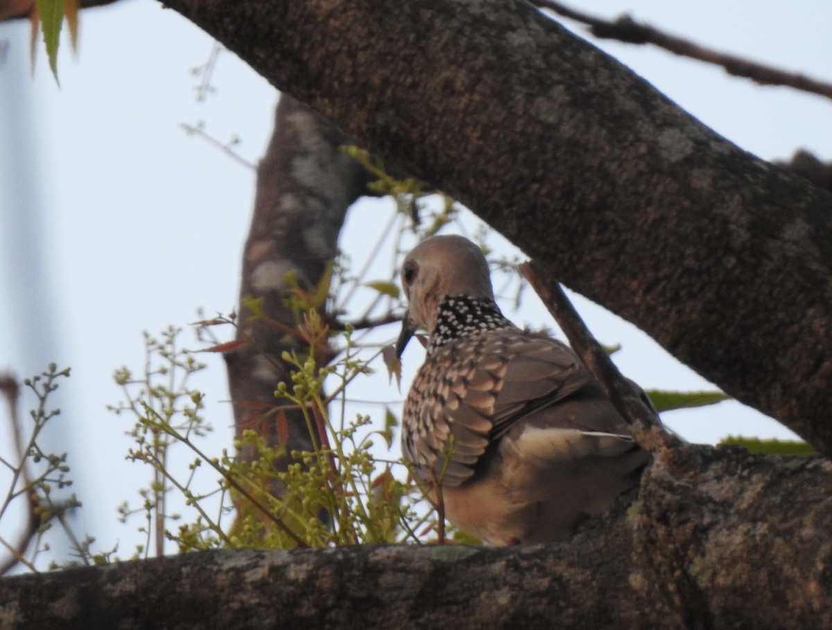 Spotted Dove - ML618070126