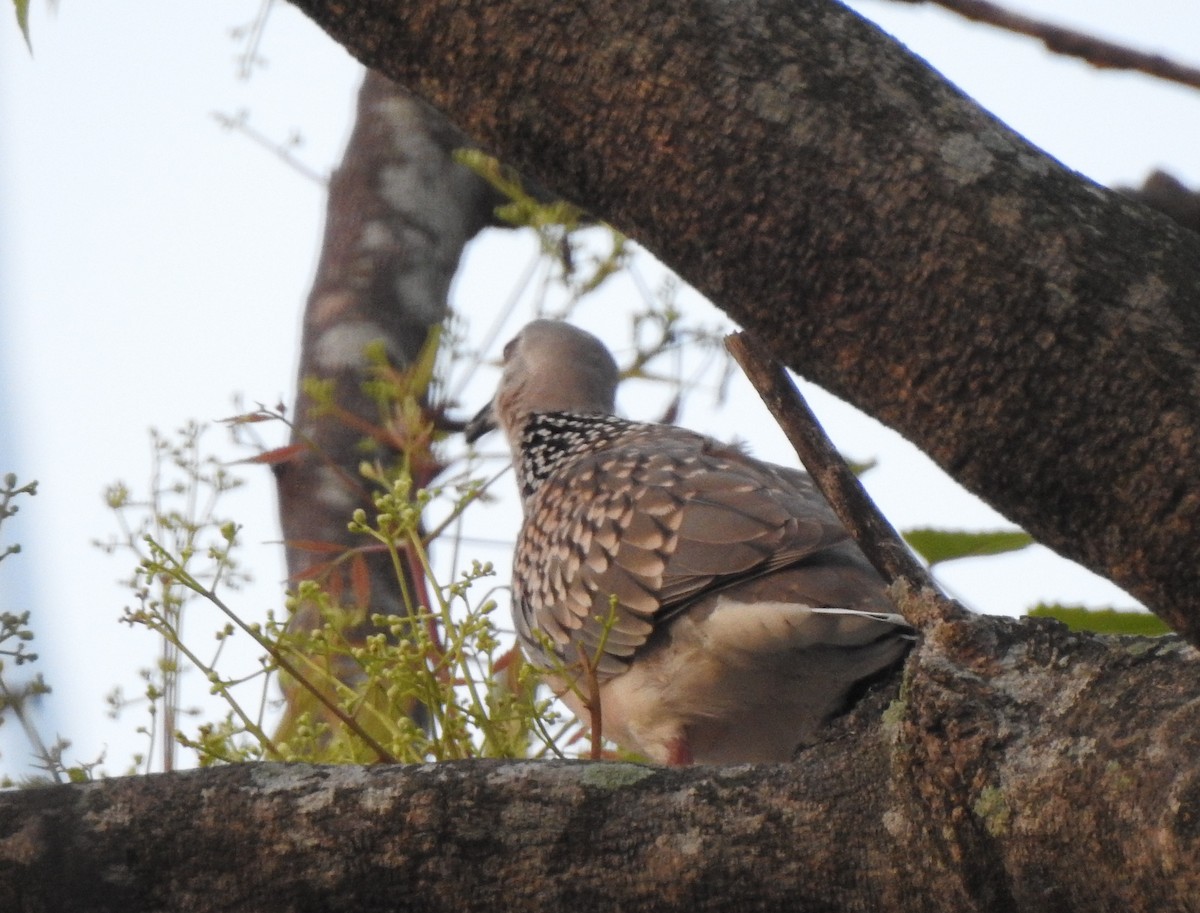 Spotted Dove - ML618070127