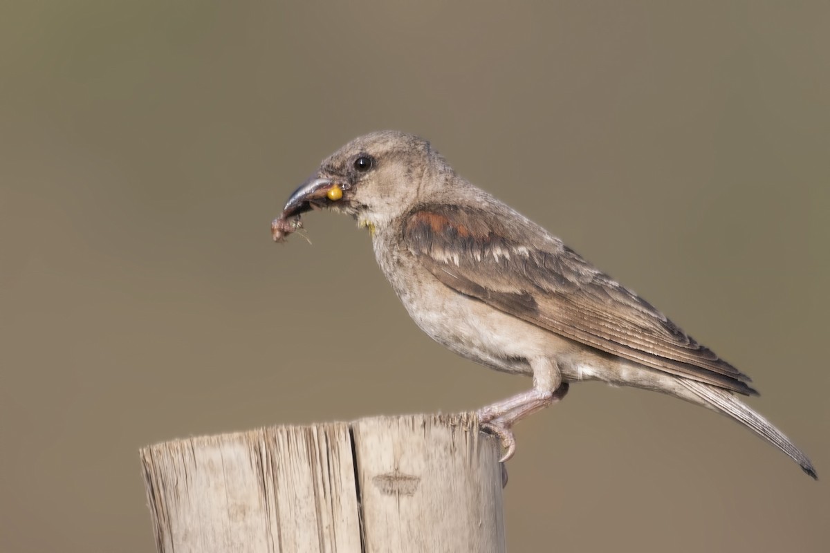 Yellow-throated Sparrow - SOVON PARBAT