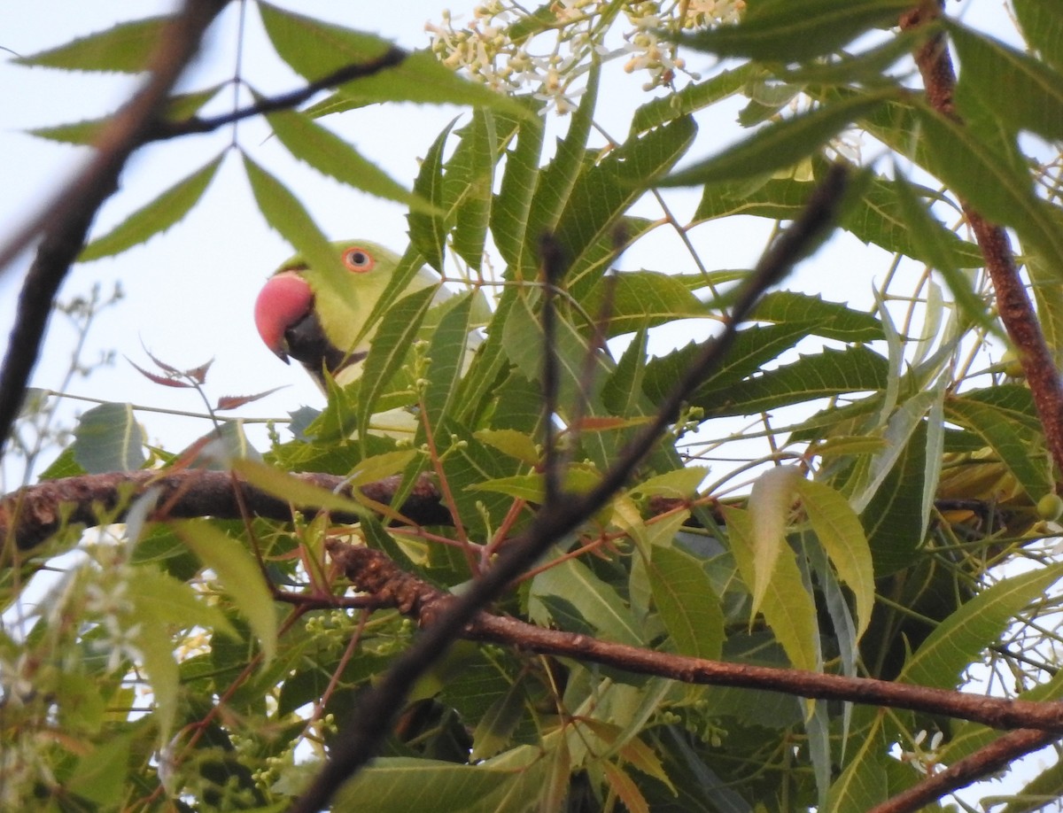 Rose-ringed Parakeet - Mehroon Wahab