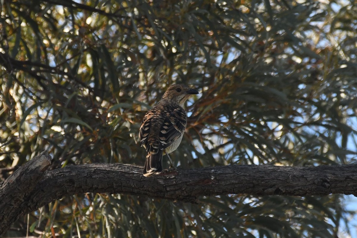 Spotted Bowerbird - ML618070176