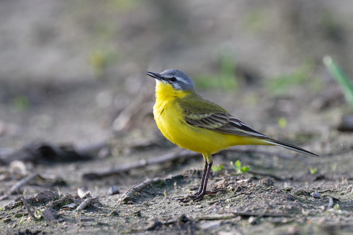 Western Yellow Wagtail - Andreas Stadler