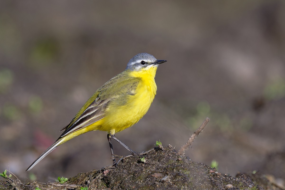 Western Yellow Wagtail - Andreas Stadler