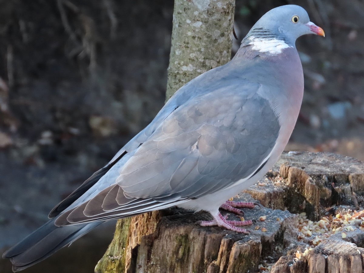 Common Wood-Pigeon - Erkki Lehtovirta