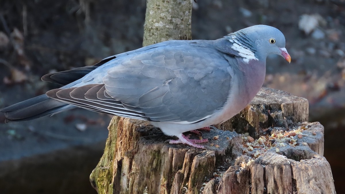 Common Wood-Pigeon - ML618070204