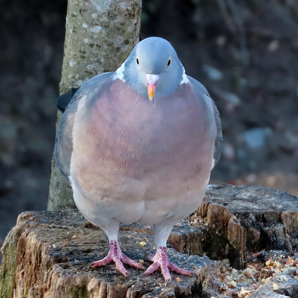 Common Wood-Pigeon - Erkki Lehtovirta