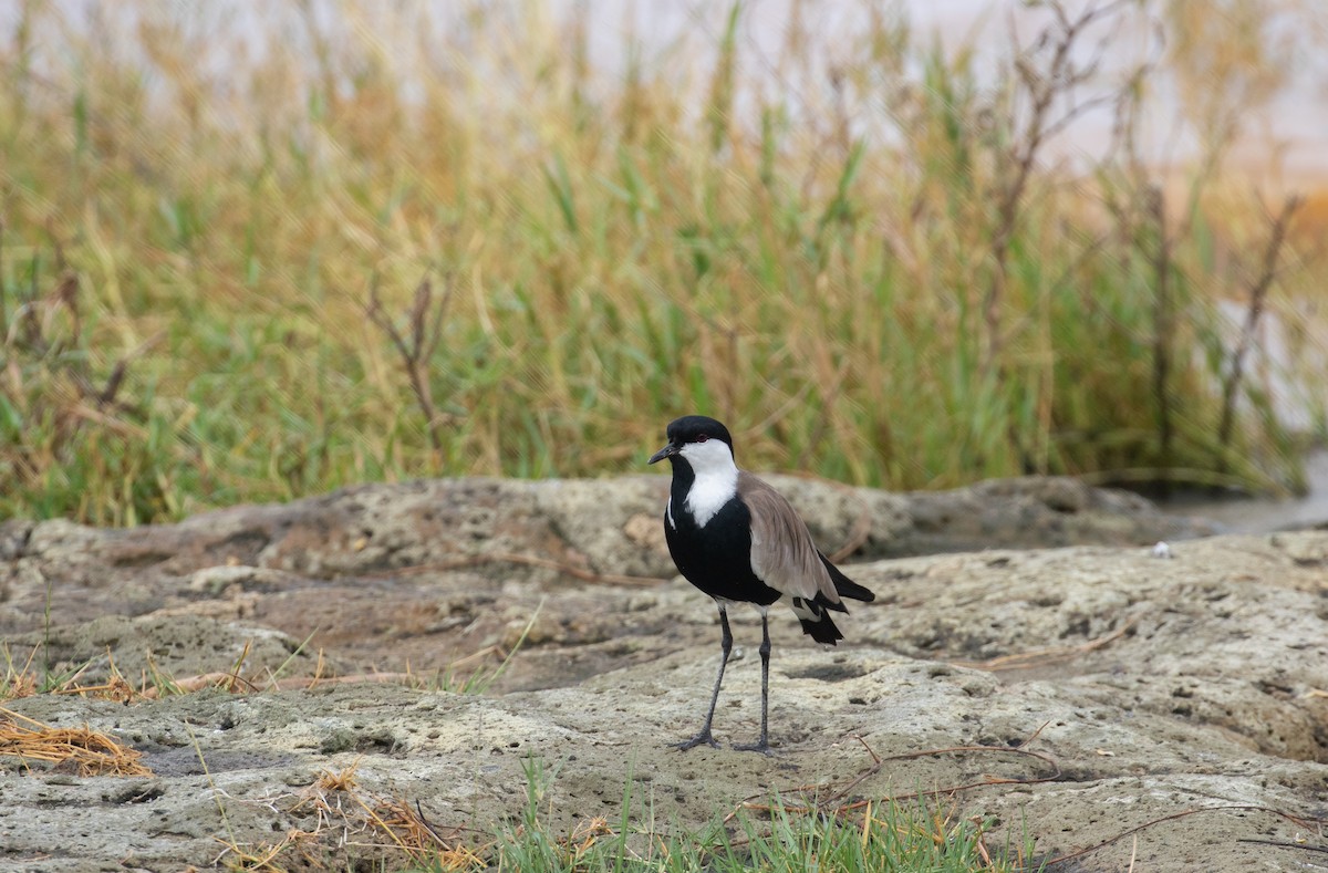 Spur-winged Lapwing - ML618070245