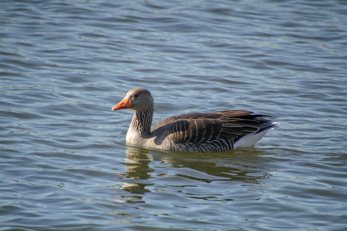 Graylag Goose - Guillaume Calcagni
