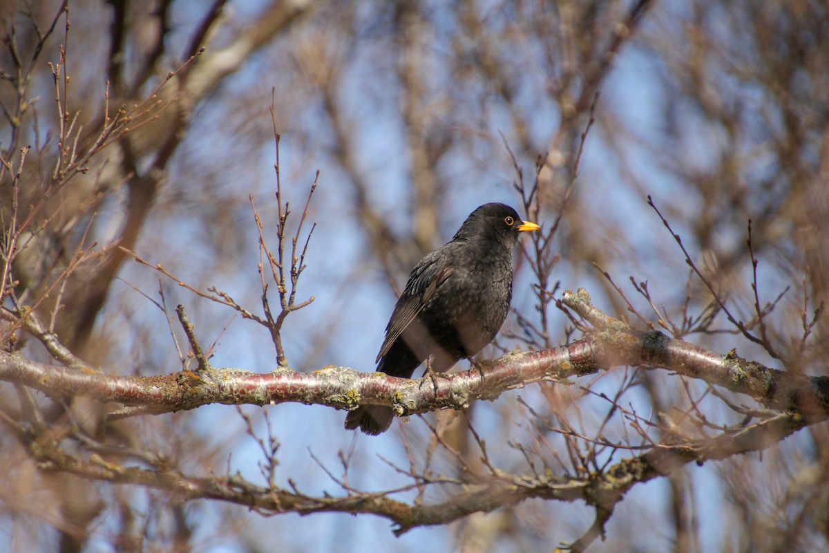 Eurasian Blackbird - ML618070270