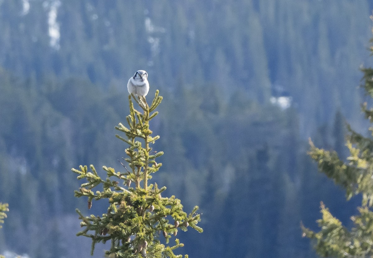 Northern Hawk Owl - Cyrielle Leroy