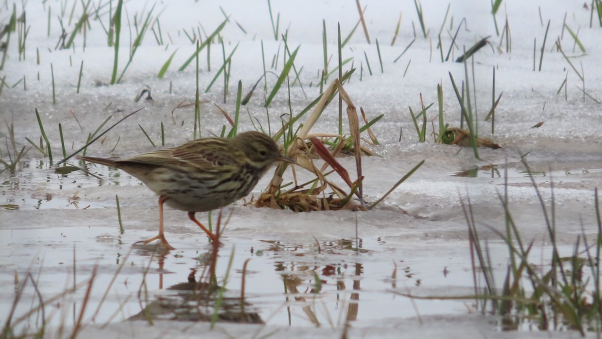 Meadow Pipit - ML618070293