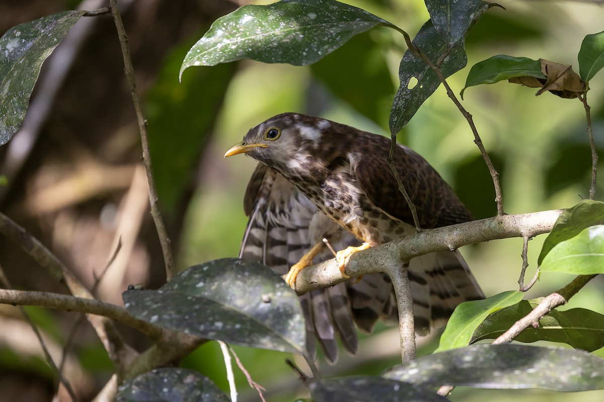 Common Hawk-Cuckoo - Niall D Perrins