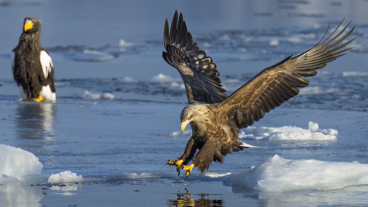 White-tailed Eagle - Kenneth Cheong